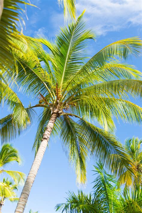 images of palm trees|270,277 Palm Tree Stock Photos and High.